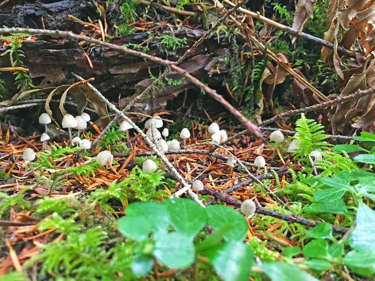 Close-up of the forest floor, with moss and tiny white mushrooms. 