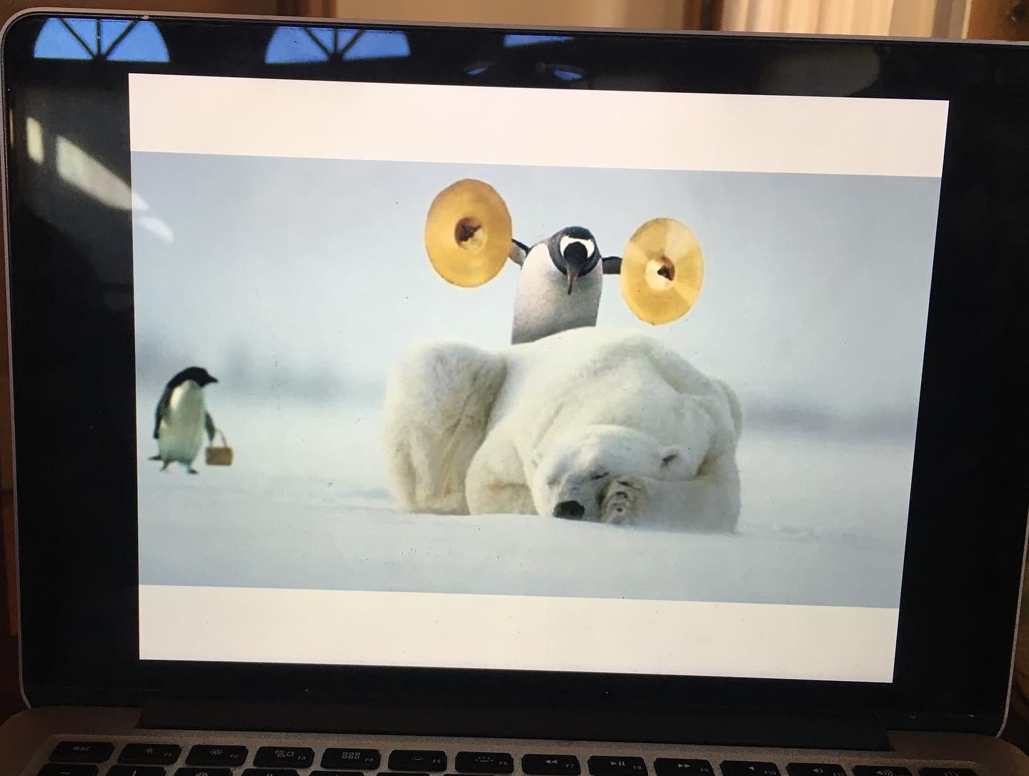 A photoshopped picture of a polar bear, lying down, with a penguin standing on its back, holding brass cymbals open above its head..