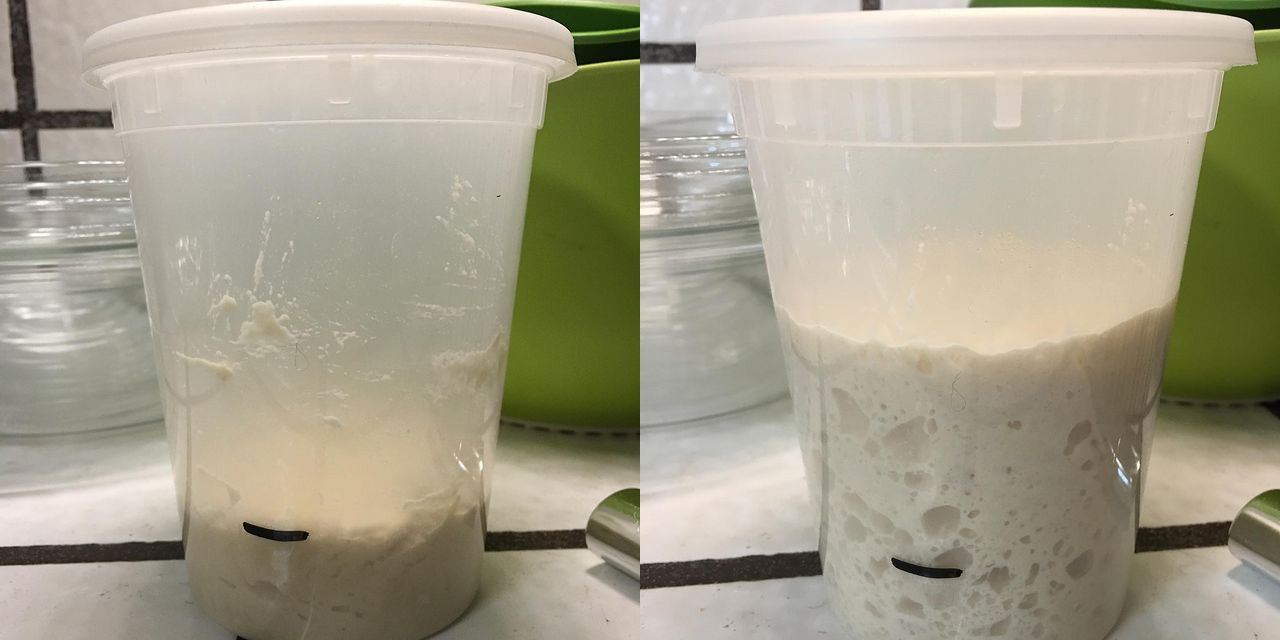 Side-by-side comparison images of a tall, clear plastic container. The left has a small amount of dough, on the right, the dough has tripled in size and has many visible air pockets.