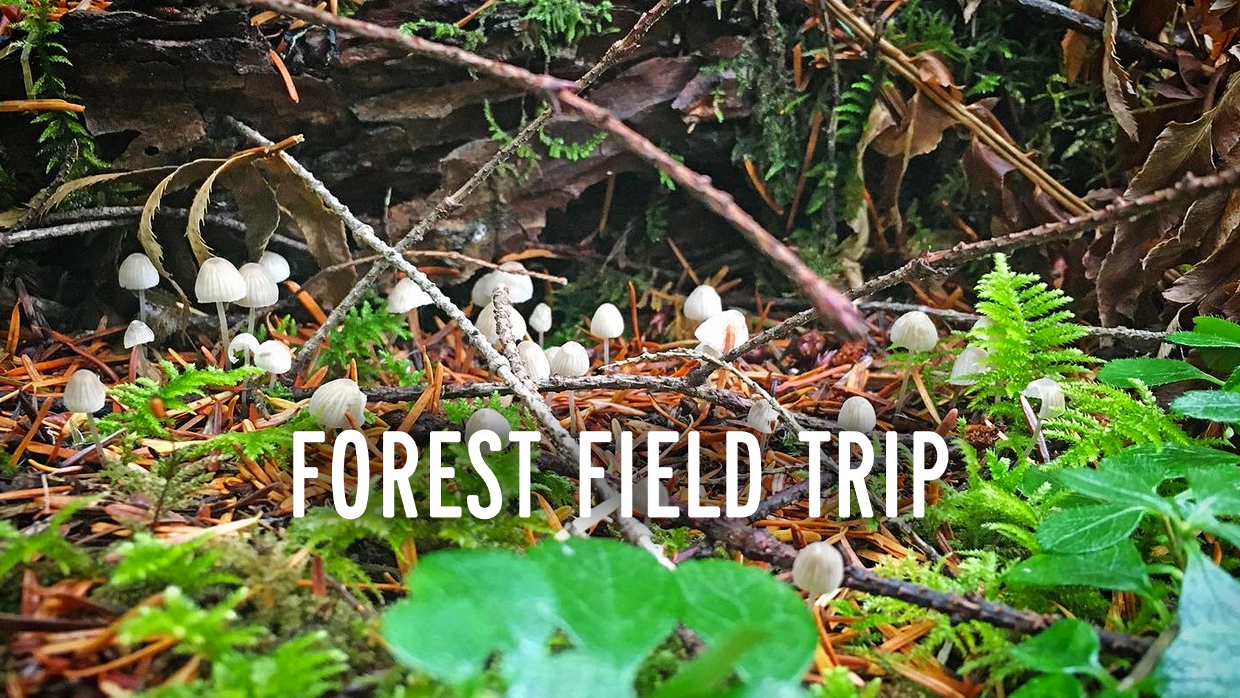 Forest field trip
