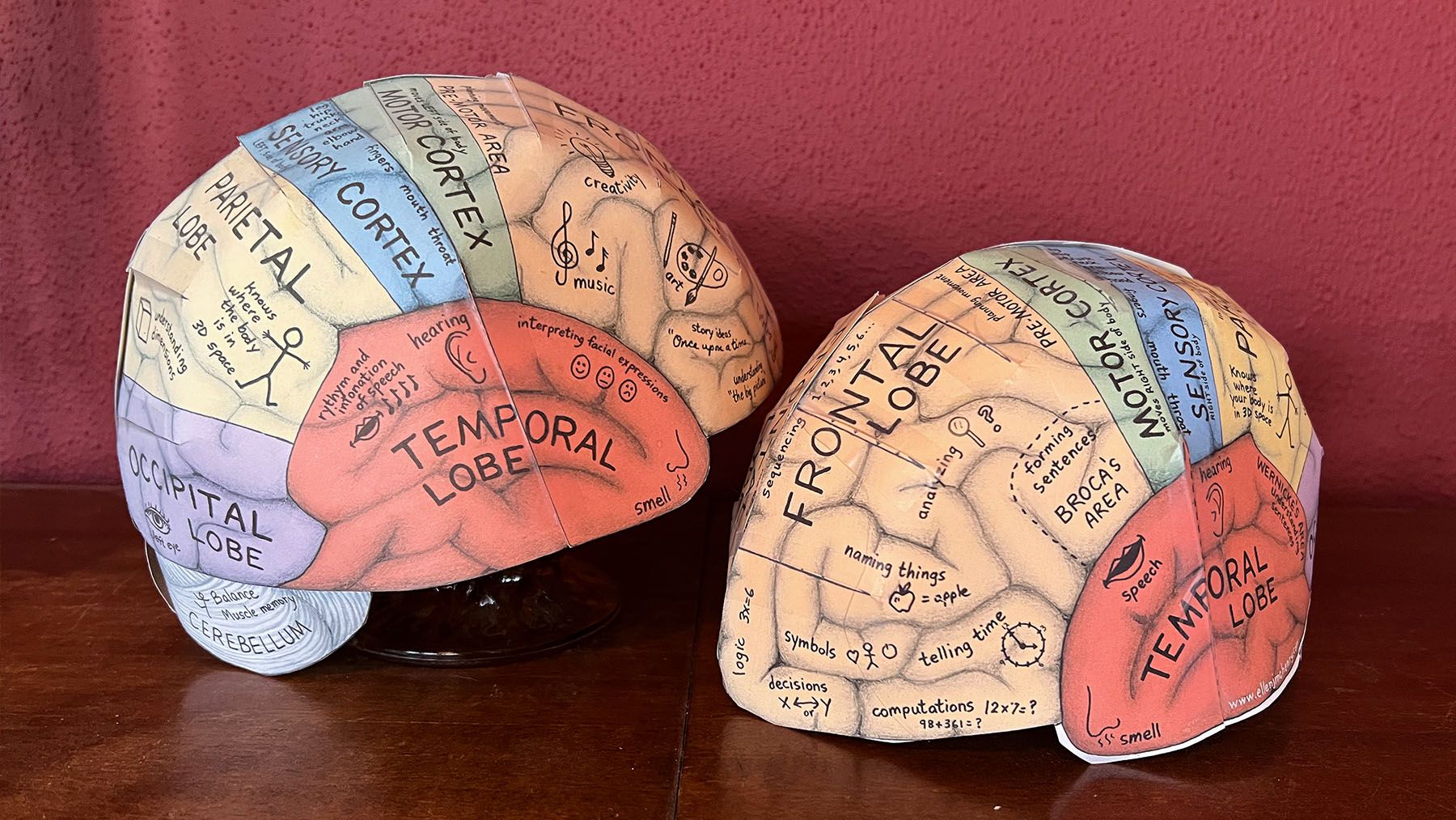 Two paper hats shaped like brains, with regions of the brain labeled.
